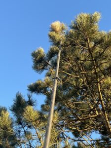 Chenilles processionnaires, FGF Nuisibles à Fère Champenoise dans la Marne, l’Aube, l’Aisne, Seine et Marne