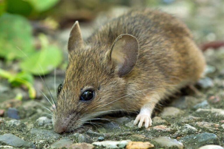 Élimination des souris, FGF Nuisibles à Fère Champenoise, dératisation dans la Marne, l’Aube, l’Aisne, Seine et Marne